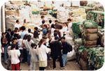 1996 Plástico