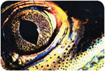 1997 Exposição Fotografando a Natureza